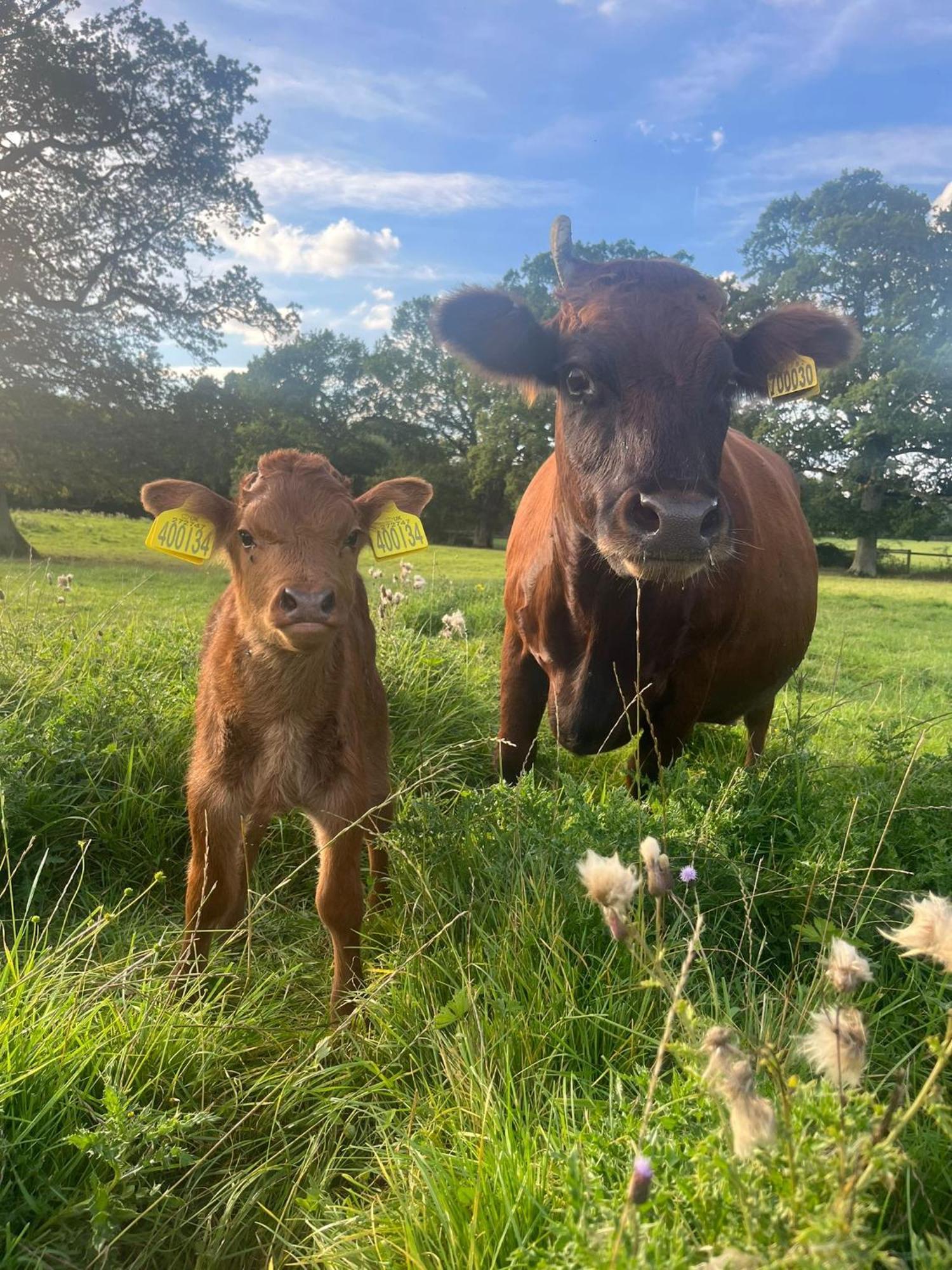 Well-equipped At Westerlands Farm *